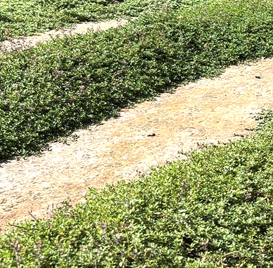 Thymus serpyllum – Sand-Thymian – Bild 5